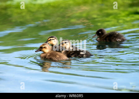 Canetons colverts (Anas plathyrhynchos,), France Banque D'Images