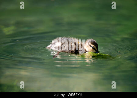 Petit Canard colvert, Anas plathyrhynchos (manger), France Banque D'Images