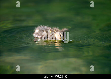 Petit Canard colvert, Anas plathyrhynchos (manger), France Banque D'Images