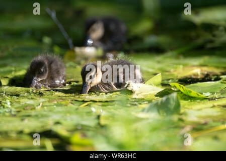 Petit Canard colvert, Anas plathyrhynchos (manger), France Banque D'Images