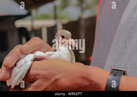 Les gens et les animaux - des mains d'holding young pigeon blanc Banque D'Images