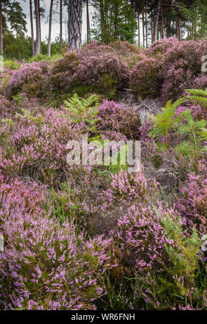 Heather en fleurs à Morden, réserve naturelle nationale de la tourbière forestière Wareham, Dorset, England, UK. Banque D'Images