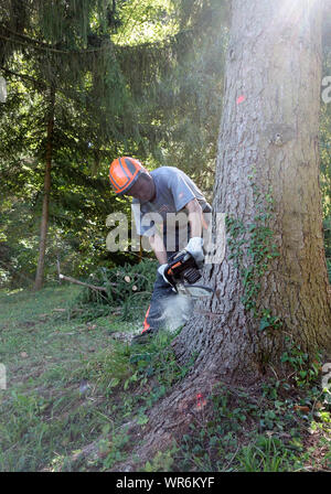 Opeater tronçonneuse découpe une encoche ou 'Couper' face et prépare l'arbre d'abattage. Banque D'Images