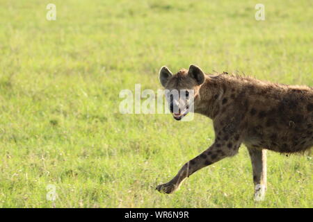 L'Hyène tachetée (Crocuta crocuta) fonctionnant dans la savane, le Parc National de Masai Mara, Kenya. Banque D'Images