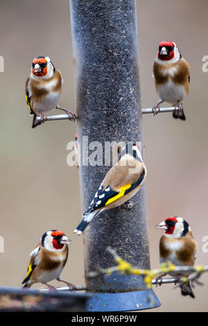 Un charme de goldfinch Carduelis carduelis se rassembler sur un jardin contenant des graines de niger du convoyeur Banque D'Images
