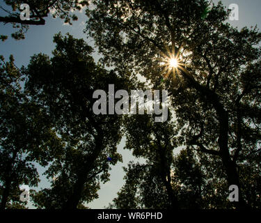 Du soleil éclatant à travers les cimes des arbres créant une lumière flare Banque D'Images