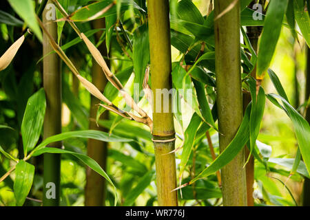Close up of green les tiges et les feuilles de bambou Banque D'Images