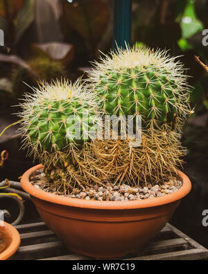 Un rond vert cactus hérissés et avec beaucoup d'aiguilles Banque D'Images