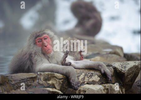 Troupe de macaques japonais socialiser selon leur rang dans la brume, des sources thermales dans les montagnes autour de Yudanaka. Banque D'Images