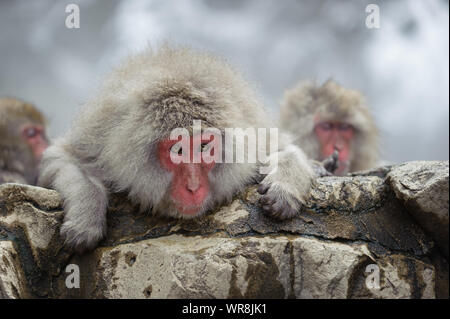 Troupe de macaques japonais socialiser selon leur rang dans la brume, des sources thermales dans les montagnes autour de Yudanaka. Banque D'Images