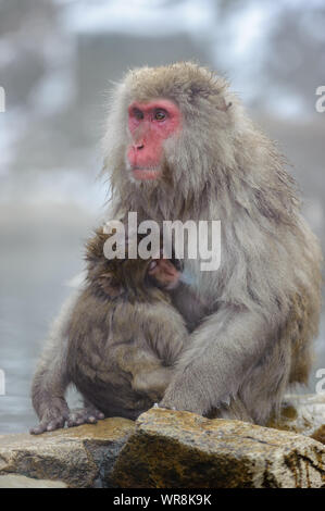 Troupe de macaques japonais socialiser selon leur rang dans la brume, des sources thermales dans les montagnes autour de Yudanaka. Banque D'Images