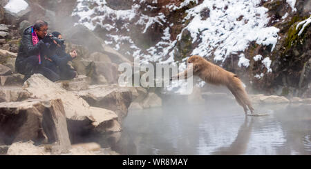 Touristes d'hiver dans la vallée de la rivière Yokoyu au Japon, sources thermales photographiant une macaque dans un saut en vol à mi-vol sur une corniche de roche. Banque D'Images