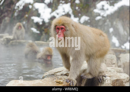 Troupe de macaques japonais socialiser selon leur rang dans la brume, des sources thermales dans les montagnes autour de Yudanaka. Banque D'Images