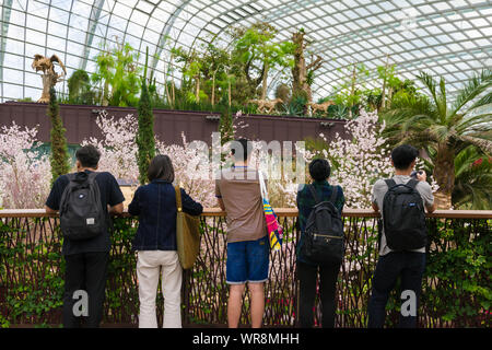 Singapour, 19 mars 2018 : les fleurs de cerisier en plein essor au cours de la fête du printemps dans les jardins de la baie de Singapour. Banque D'Images