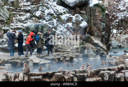 Les touristes d'hiver à Macaque japonais Sources thermales Banque D'Images