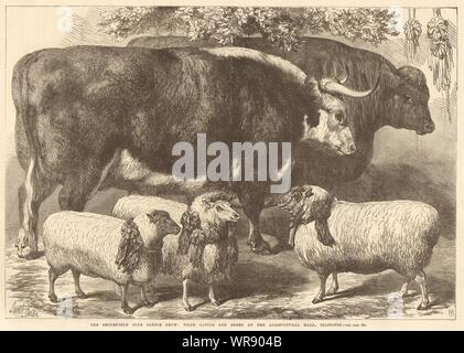 Le Club de Smithfield Show : bovins bovins et de moutons II Prix 1868 page ILN antique Banque D'Images