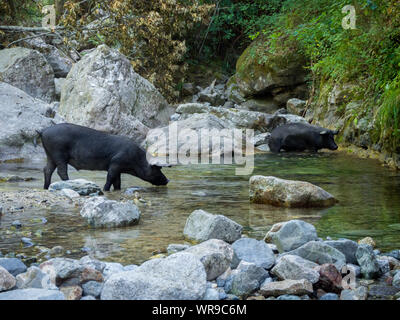 Les porcs de boire sur la rivière (Cascade du Voile de la Mariée - Corse - France) Banque D'Images