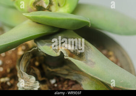 Dommages à la cochenille blanche une plante Crassula falcata. Portrait d'une plante qui a été endommagé par la cochenille blanche Banque D'Images