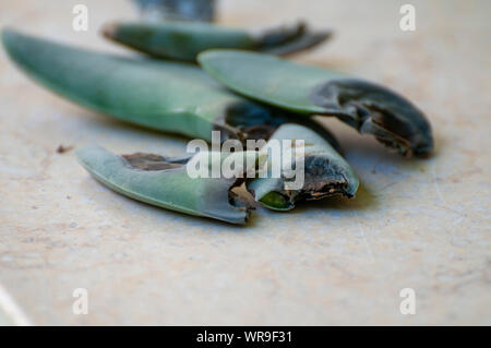 Dommages à la cochenille blanche une plante Crassula falcata. Portrait d'une plante qui a été endommagé par la cochenille blanche Banque D'Images