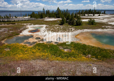 Piscine et peint avec piscine Mimulus Mimulus guttatus Monkey flower à côté de plus en plus extérieure peinte West Thumb Geyser Basin Yellowstone National Park Wyomin Banque D'Images