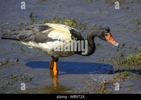 Magpie goose debout dans l'eau et à la recherche de nourriture sur une journée ensoleillée, Mamukala, le Kakadu National Park Banque D'Images