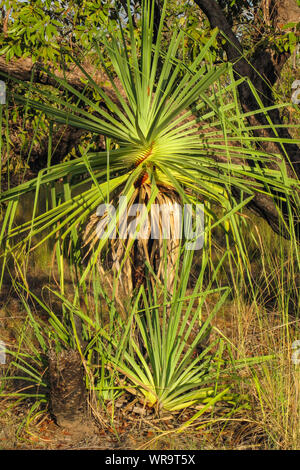 Avec l'humeur du matin se reflétant dans les palmiers pandanus billabong vitreux, jaune, l'eau du Parc National de Kakadu, Australie Banque D'Images