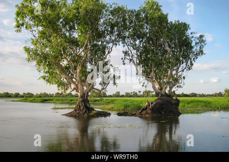 Soirée ambiance avec Paperbark arbres se reflétant dans l'eau jaune vitreux, billabong, le Parc National de Kakadu, Australie Banque D'Images