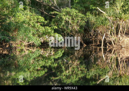 La végétation tropicale se reflétant dans l'eau, Mataranka, Territoire du Nord, Australie Banque D'Images