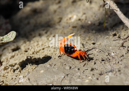 Pinces de crabe violoniste Orange dans les mangroves, Karumba, Queensland, Australie Banque D'Images