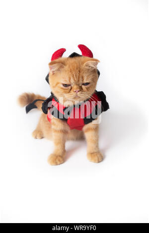 Petit Chat dans halloween costume diable assis et vous recherchez quelque chose sur fond blanc. Banque D'Images