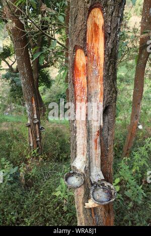 Flux de résine fraîche provenant de l'activité humaine des encoches pour le tronc de l'arbre de noix de coco dans un bol. La manière traditionnelle d'extraction de la sève des pins sur la Java Banque D'Images