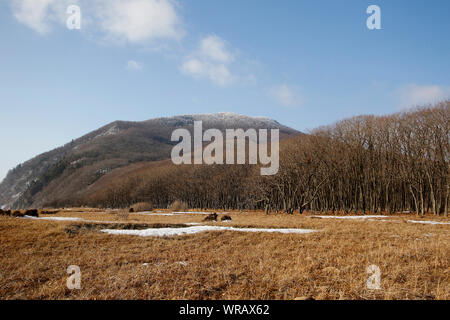 Proselochny cordon. Lazovsky, réserve naturelle de montagnes Sikhote-Alin. Primorsky Krai. La Russie, l'Asie Banque D'Images