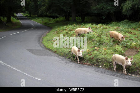 Les porcs domestiques sillonnent la route, près de Burley dans le Hampshire, au cours d pannage, ou 'commun' de mât, où les animaux sont admis à se promener dans la forêt, au cours d'une à l'automne à la fête sur les glands tombés, qui, en grandes quantités sont dangereux pour vos poneys et bovins. Banque D'Images