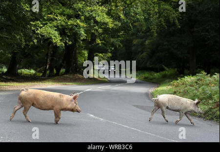 Les porcs domestiques sillonnent la route, près de Burley dans le Hampshire, au cours d pannage, ou 'commun' de mât, où les animaux sont admis à se promener dans la forêt, au cours d'une à l'automne à la fête sur les glands tombés, qui, en grandes quantités sont dangereux pour vos poneys et bovins. Banque D'Images