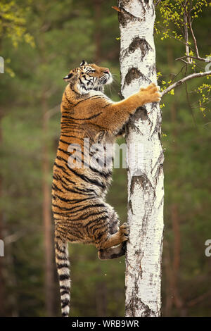 Siberian Tiger est un Panthera tigris tigris population dans l'Extrême-Orient russe et le nord-est de la Chine Banque D'Images