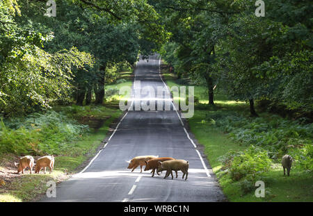 Les porcs domestiques sillonnent la route, près de Burley dans le Hampshire, au cours d pannage, ou 'commun' de mât, où les animaux sont admis à se promener dans la forêt, au cours d'une à l'automne à la fête sur les glands tombés, qui, en grandes quantités sont dangereux pour vos poneys et bovins. PA Photo. Photo date : mardi 10 septembre 2019. Voir l'histoire des cochons. ANIMAUX PA Crédit photo doit se lire : Andrew Matthews/PA Wire Banque D'Images