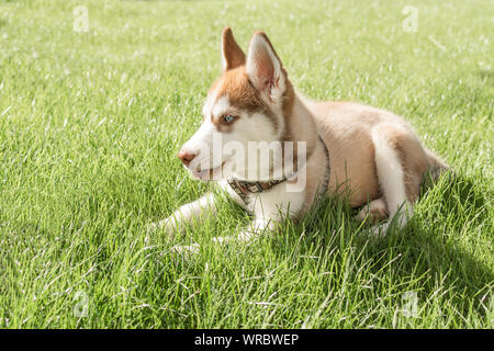 Chiot Husky jouant dans une herbe verte à l'extérieur. Belle Sibérie chien blanc et brun. Banque D'Images