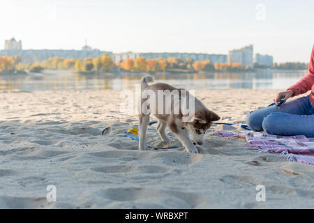 Chiot Husky est de creuser un trou sur la plage. Chien joue dans un sable. Banque D'Images
