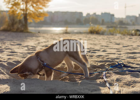 Chiot Husky est de creuser un trou sur la plage. Chien joue dans un sable. Banque D'Images
