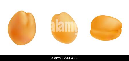 Ensemble d'abricots mûrs réaliste. Vector illustration d'abricot juteux frais isolé sur un fond blanc. Clip art de conception d'animations, de l'alimentation et dri Illustration de Vecteur