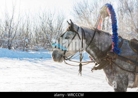 Traîneau à cheval tirant en hiver. Photo Gros plan Banque D'Images