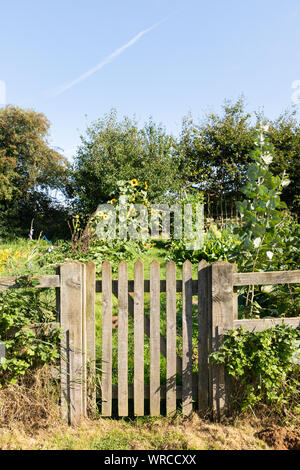 West Haddon, Northamptonshire, Royaume-Uni : une petite porte en bois et en lamelles mène à un jardin d'allotissement ensoleillé qui cultive des tournesols et des haricots. Banque D'Images