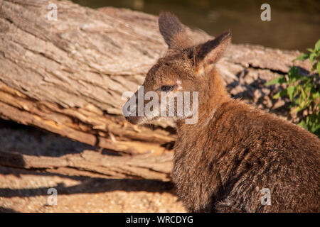 Close-up portrait of a cute wallaby de Bennett (Macropus rufogriseus) Banque D'Images