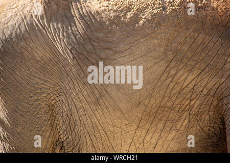Vue rapprochée de la sécheresse de la peau d'un éléphant d'Afrique a couvert mon la boue et la saleté Banque D'Images