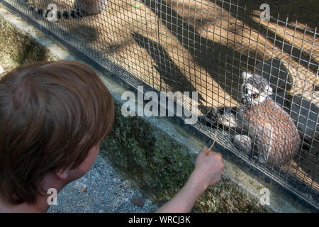 Un teasing adolescents Untitled document derrière une clôture dans un zoo avec une paille Banque D'Images