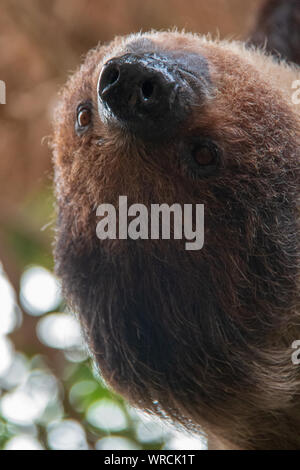 Vue rapprochée de la tête d'un à deux doigts de Linné sloth (Choloepus didactylus) tête en bas dans un arbre Banque D'Images