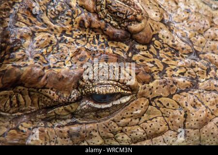 Vue rapprochée de l'œil d'un caïman à lunettes (Caiman crocodilus) dans l'eau Banque D'Images