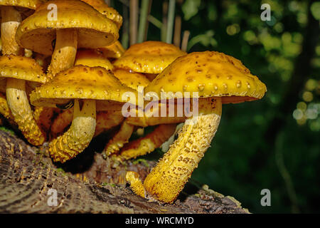 Champignons des bois Mélèze bolet sur souche d'arbre Banque D'Images