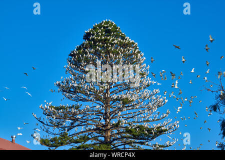 Peu de Corella (Cacatua sanguinea) troupeau de s'installer pour la nuit sur l'arbre dans la ville d'Adélaïde, SA, Australie Banque D'Images