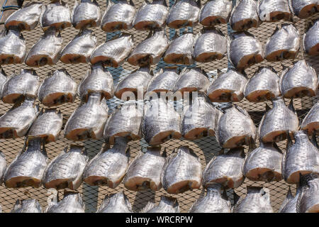 L'Oreochromis niloticus sur net pour la vente. Banque D'Images
